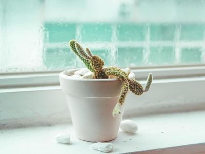 Small indoor plant next to a window with soft light.
